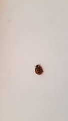 Harmonia axyridis