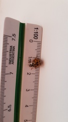 Harmonia axyridis