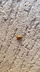 Harmonia axyridis