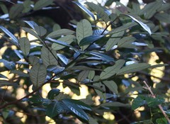 Litsea stocksii