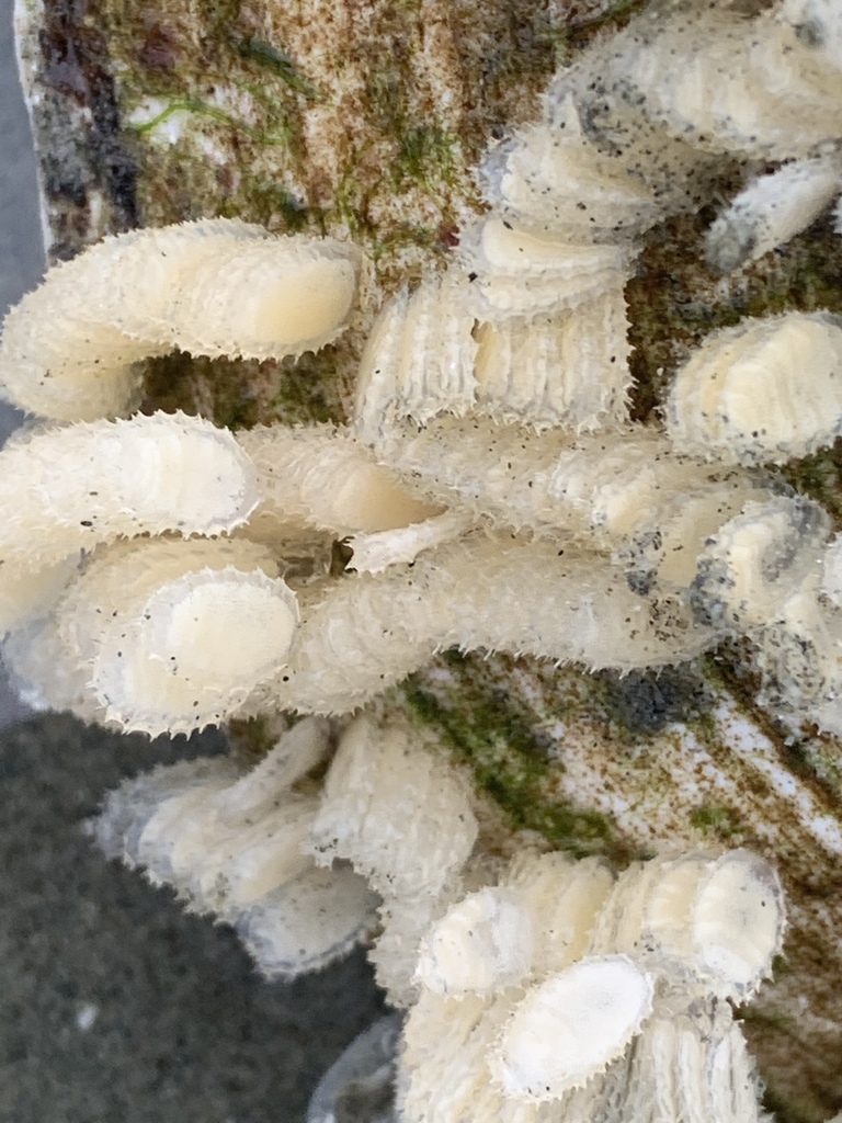 Photo of a Channeled Basket Snail