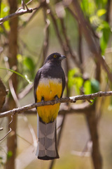 Trogon citreolus