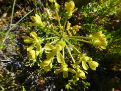 Pelargonium gibbosum