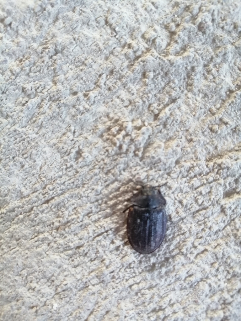 Peltis grossa