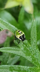 Palomena prasina