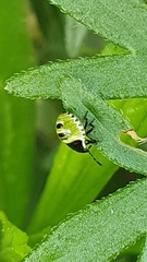 Palomena prasina