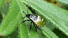 Palomena prasina