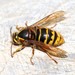 Median Wasp - Photo (c) Martin Grimm, some rights reserved (CC BY-NC), uploaded by Martin Grimm