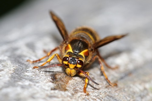 Vidutinioji Vapsva nuotrauka