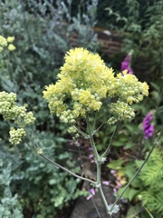 Thalictrum lucidum