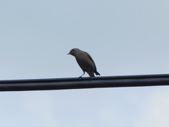 Phoenicurus ochruros