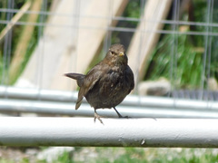 Turdus merula
