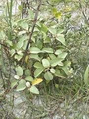 Croton punctatus