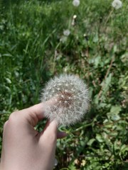 Taraxacum officinale