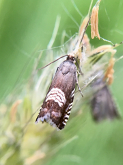 Grapholita compositella