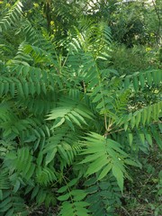 Rhus typhina