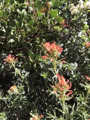 Castilleja montigena