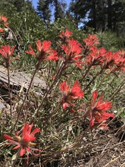 Castilleja montigena
