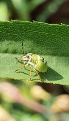 Palomena prasina