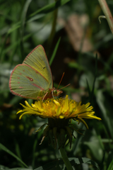 Colias dimera