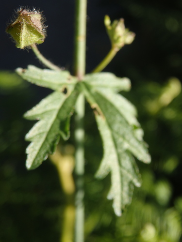 Image of Malva tournefortiana by (c) Carminda Santos, some rights reserved (CC BY)