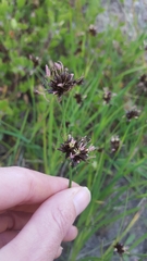 Juncus xiphioides