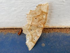 Metarranthis indeclinata