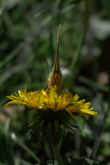 Colias dimera