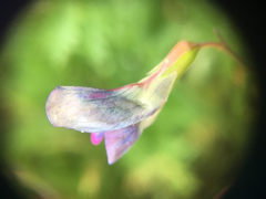 Lathyrus nissolia