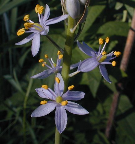 Camassia angusta
