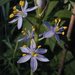 Prairie Camas - Photo (c) John Hilty, some rights reserved (CC BY-NC)