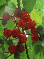 Broussonetia papyrifera