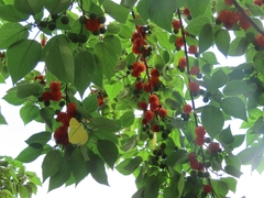 Broussonetia papyrifera