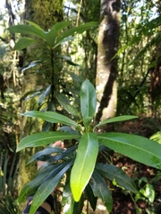 Drimys granadensis
