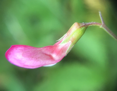 Lathyrus nissolia