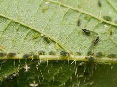 Aphis urticata