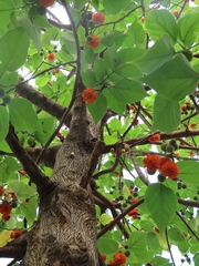 Broussonetia papyrifera