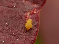 Deuterosminthurus pallipes