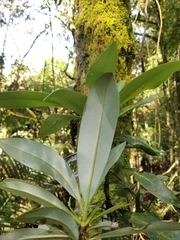 Drimys granadensis