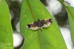 Thysanoidma stellata