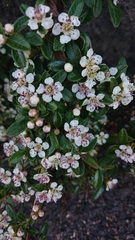 Cotoneaster
