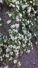 Cotoneaster