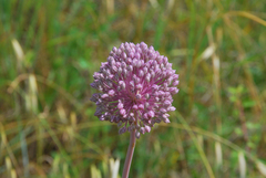 Allium ampeloprasum