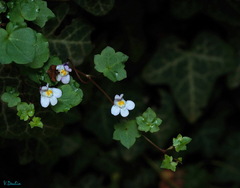 Cymbalaria muralis