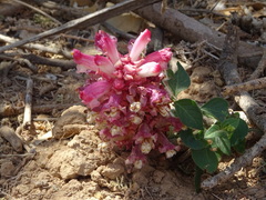 Cistanche rosea