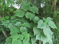Abutilon