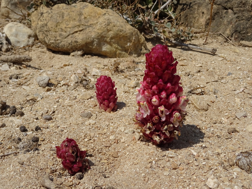 Cistanche rosea
