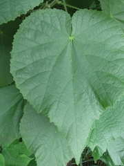 Abutilon