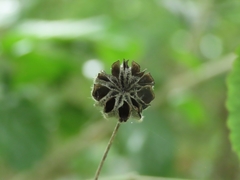 Abutilon