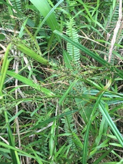 Scleria terrestris